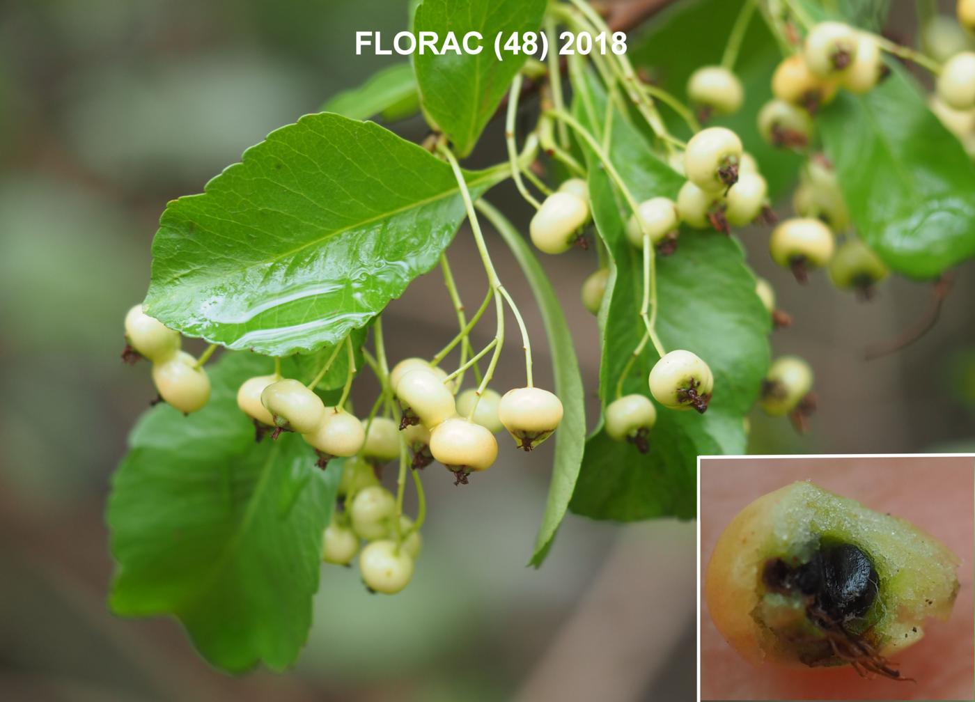 Pyracantha fruit